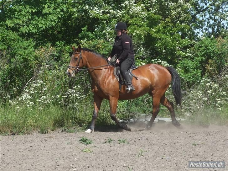 Dansk Varmblod Cassiopeia billede 10
