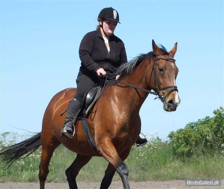 Dansk Varmblod Cassiopeia billede 11