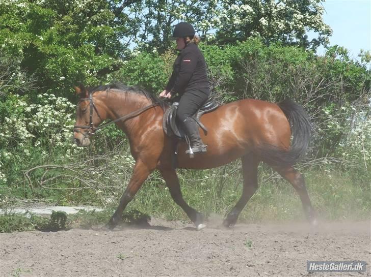 Dansk Varmblod Cassiopeia - Nu begynder det og komme lidt frem:OP billede 12