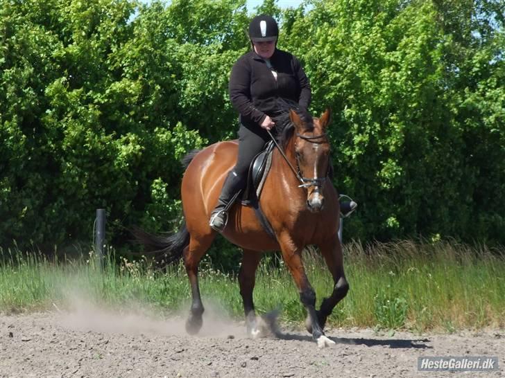 Dansk Varmblod Cassiopeia billede 13