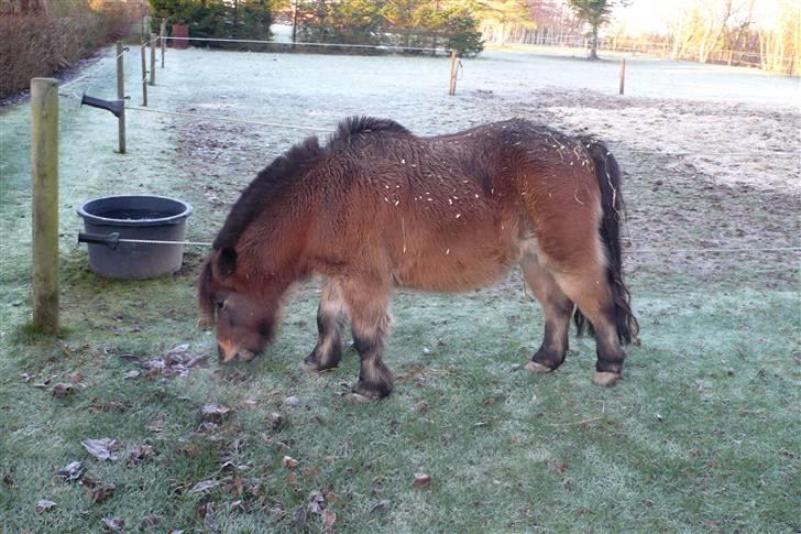 Shetlænder Tarzan * DØD * - Velkommen til Tarzans profil. Læg gerne en kommentar og en bedømmelse. Tarzan har fået hue på ! Foto: Tenna B billede 1
