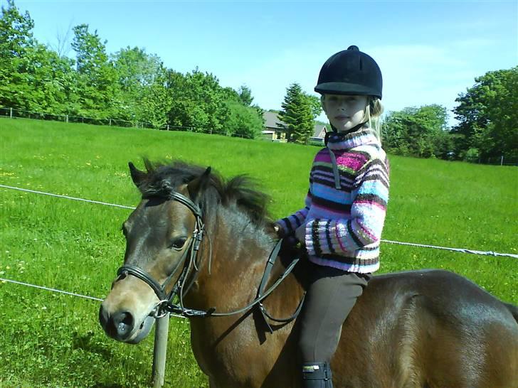Shetlænder Tarzan * DØD * - Her rider min kusine Tenna på Tarzan. " Er jeg ikke bare flot ? ? ? " Han ser rigtig frisk og kvik ud på dette billede, men det er han ikke det er bare fordi det blæser. billede 2