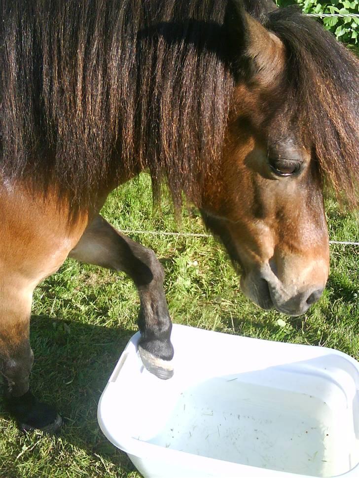 Shetlænder Tarzan * DØD * - Han syntes åbenbart at det er sjovt at tage sin hov ned i sit vand ! ! !  billede 3