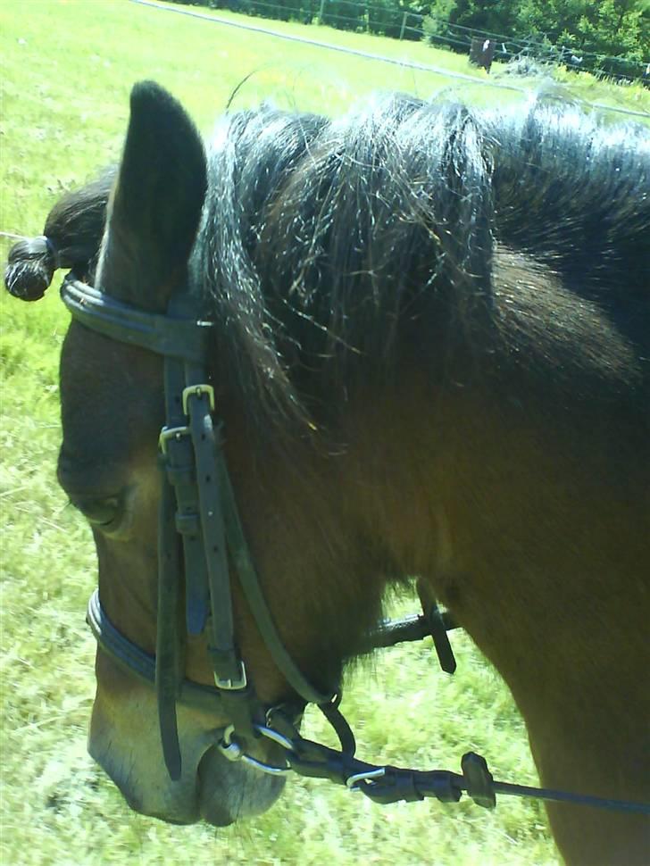 Shetlænder Tarzan * DØD * - Nu rider jeg (Maja) på mig. Jeg syntes selv jeg går meget pænt med hovedet =) billede 4