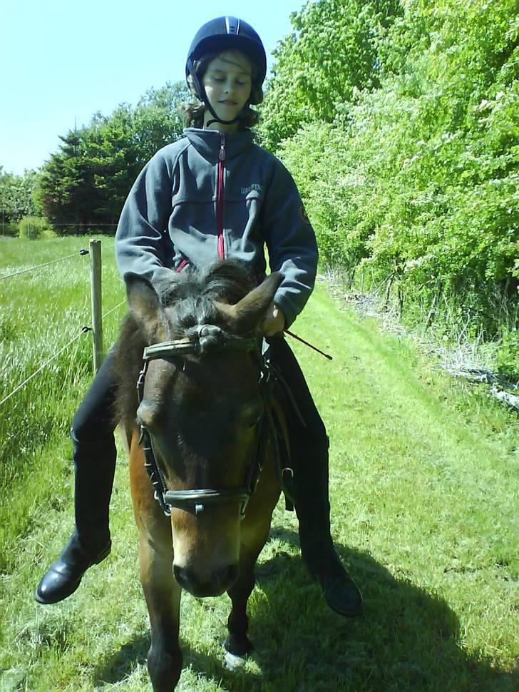 Shetlænder Tarzan * DØD * - Her rider jeg på Tarzan. Kig ikke på mit ansigts udtryk, jeg konsentrere mig om at få ham til bidet =) Det er han rigtig god til =D billede 6