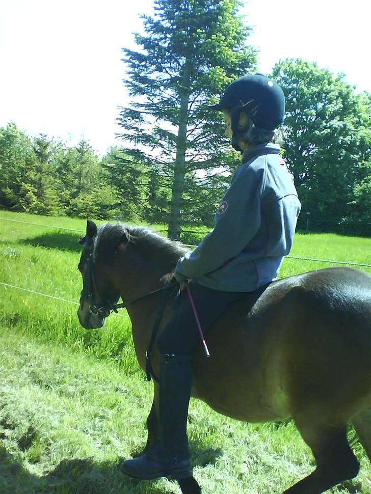 Shetlænder Tarzan * DØD * - Her rider jeg på Tarzan. Det er første gang jeg rider ham hjemme hos mig. Han er bare så sød at ride. billede 7