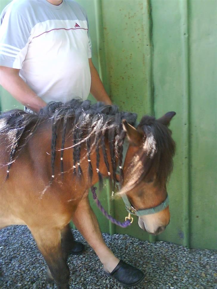 Shetlænder Tarzan * DØD * - Her er Tazan på vej om til hans nye hjem. Hans "gamle" ejer trækker ham. Børnene som også havde ham havde flettet ham så han var rigtig fin =) billede 8
