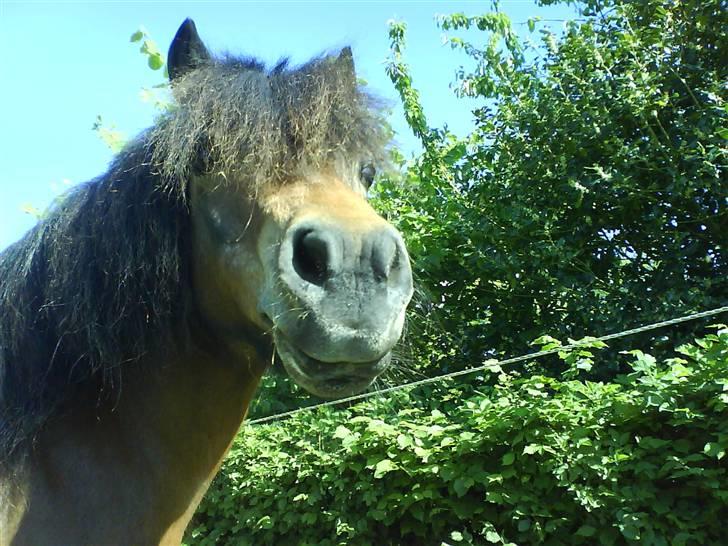 Shetlænder Tarzan * DØD * - Her er han lige ved at være færdig med at vrinske. Jeg nåede ikke at tage det da han vrinskede. billede 9