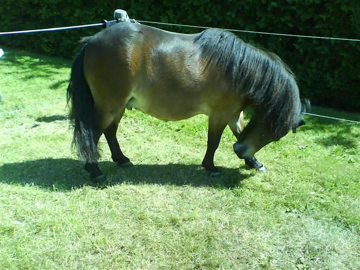 Shetlænder Tarzan * DØD * - Uhhh ! det klør lige der ! ! ! billede 10