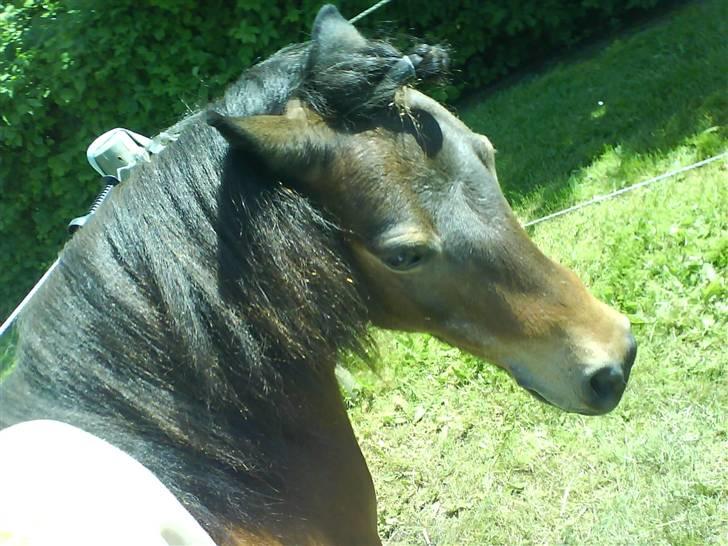 Shetlænder Tarzan * DØD * - Den søde Tarzan =) billede 11