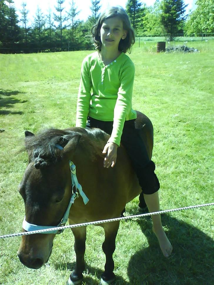 Shetlænder Tarzan * DØD * - Her sider jeg på ham. Jeg vidste ikke at billedet blev taget det er derfor jeg ser sådan ud i hovedet. Tag jer ikke af det ! Ved godt at jeg ikke har ridehjelm og alt det der på, men det var en rigitg hygge dag. billede 12