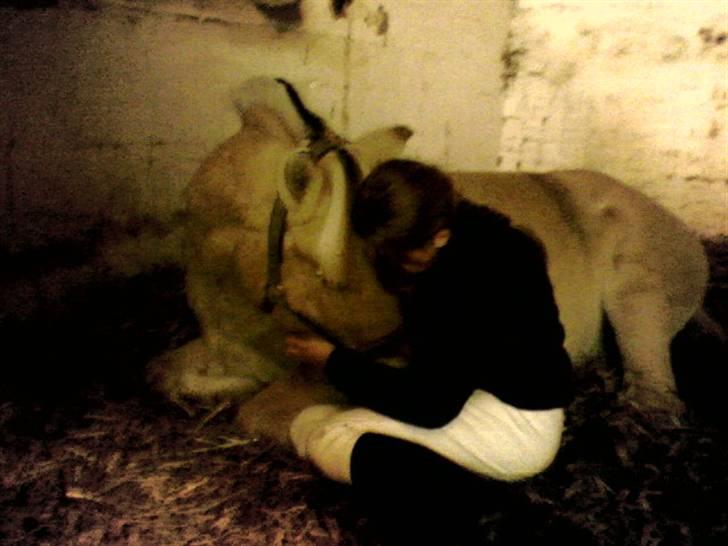 Fjordhest Eddie - 20# Selvom du er så lang væk fra mig, så elsker jeg dig højere end det er muligt, og det vil jeg altid gøre <33 Min kærlighed til dig, er større end noget andet i hele verden. Du er og bliver min <3 billede 20