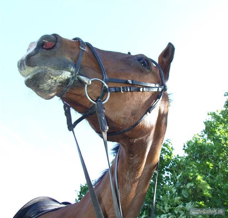 Dansk Varmblod Cassiopeia billede 14