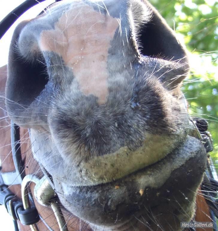 Dansk Varmblod Cassiopeia - Hallloooo, er vi ikke snart færdige billede 15
