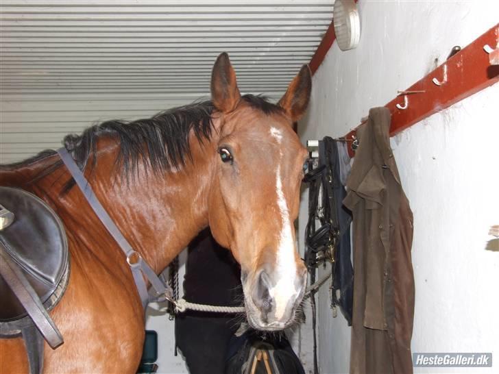 Dansk Varmblod Cassiopeia - Var du ikke færdig med de billeder.... billede 16