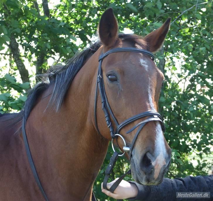 Dansk Varmblod Cassiopeia billede 17