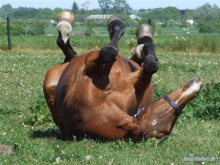 Dansk Varmblod Cassiopeia - Dejligt.... he..he... billede 18