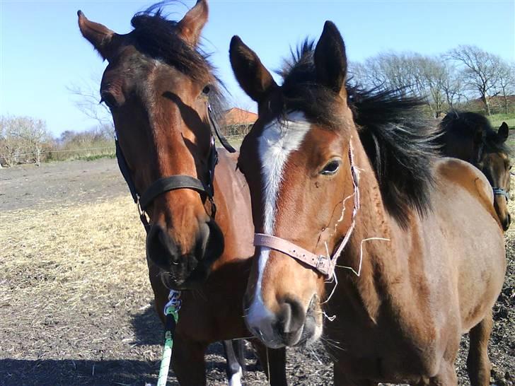 Dansk Varmblod Princess Isabella(preben) - preben og hendes føl vernessa på fold (: billede 13