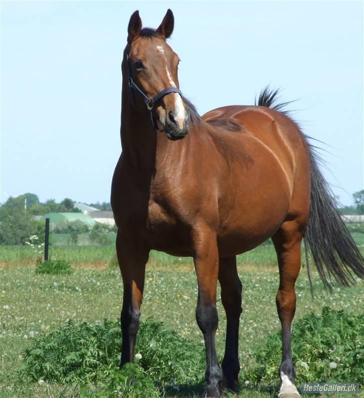 Dansk Varmblod Cassiopeia billede 19