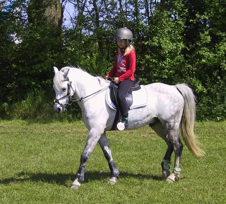 Welsh Pony (sec B) Skovbjergs Choice - 2)Teresa og Choice skridter  billede 1