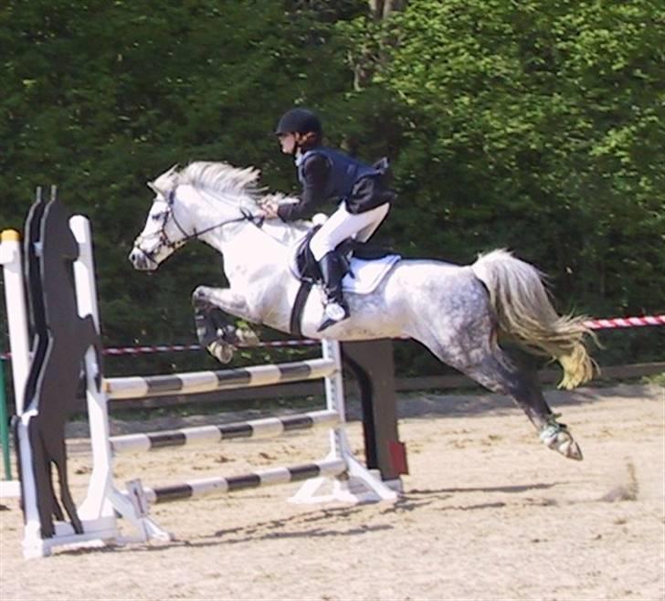 Welsh Pony (sec B) Skovbjergs Choice - 3)Davinde over første spring<3 billede 2