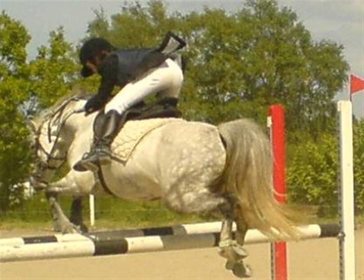 Welsh Pony (sec B) Skovbjergs Choice - 4) Jamen go´ røv- Choice ser da godt ud?  billede 3