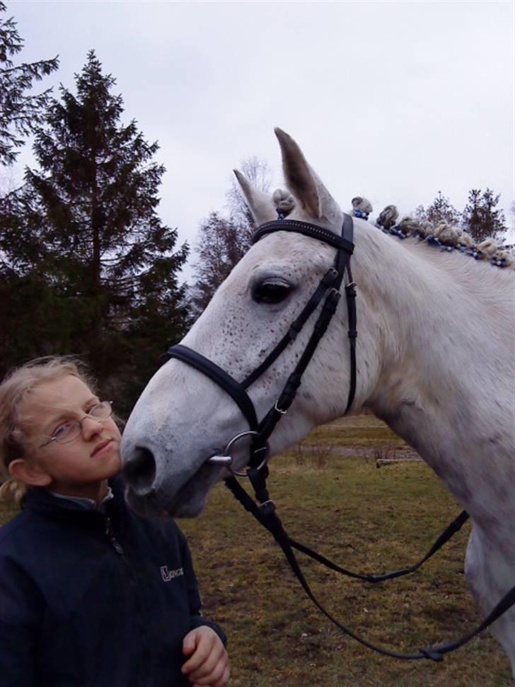 Hollandsk Sportspony | Silver Blue - 15) kathrine&silver (; <3 billede 15