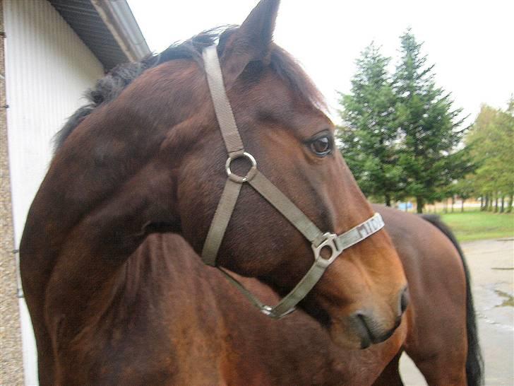 Anden særlig race Midnight Teardrop - <33 billede 5