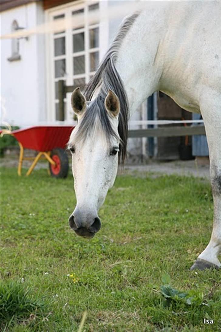 Pura Raza Española Janeda - Djaneda og ejer (Jasmin). prof. fotograf: Jane Pedersen billede 1