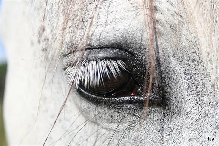 Pura Raza Española Janeda billede 2