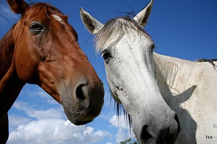 Pura Raza Española Janeda billede 3