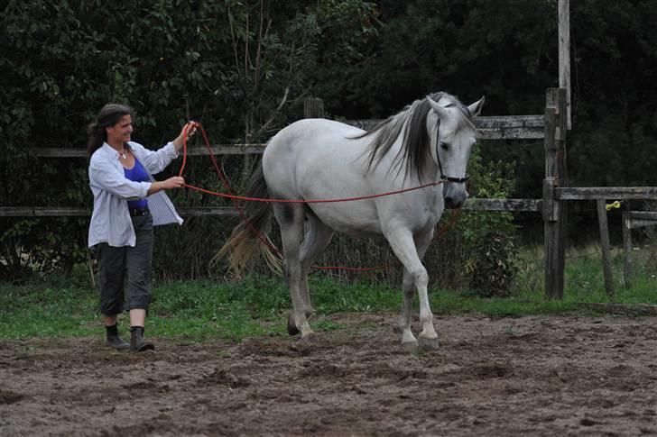 Pura Raza Española Janeda - Janeda og ejer (Jasmin) prof. fotograf: Jane Pedersen billede 5
