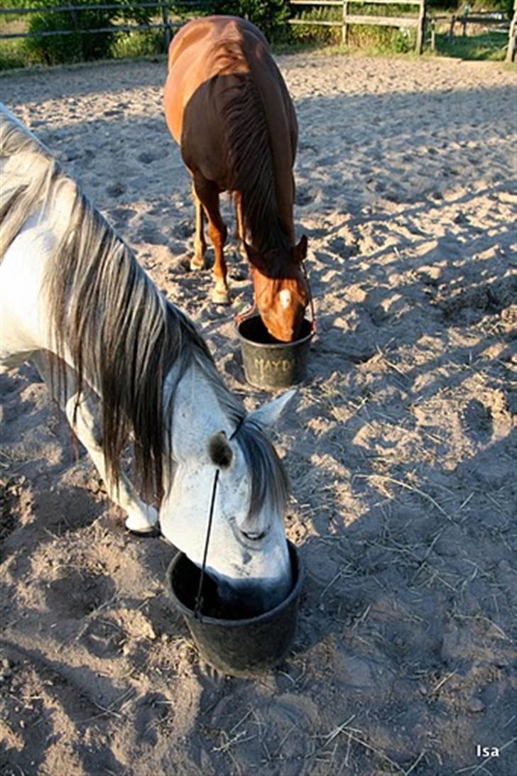 Pura Raza Española Janeda - Det er nu ireterende med alle de fluer ! !  hehe  :) billede 6