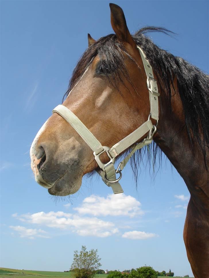 Welsh Cob (sec D) Rolighedens Jackpot -SOLGT billede 20