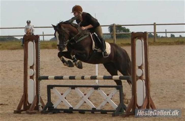 Anden særlig race Cazador DØD d.16.02.10 - Cazador´s Far (: Fronerthig Prince Teyrnon. Han er bare smuk! billede 8