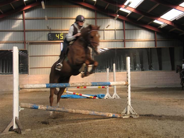 New Forest Ullah (solgt) billede 9