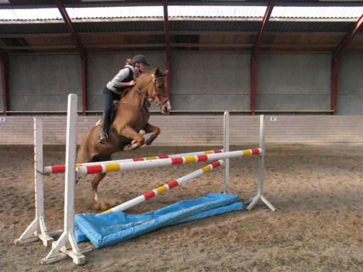 New Forest Ullah (solgt) billede 10