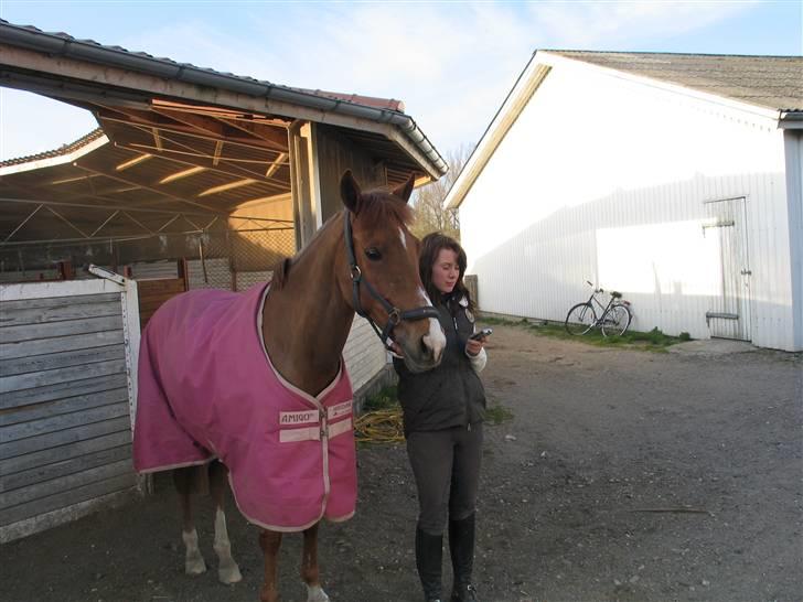 New Forest Ullah (solgt) billede 11