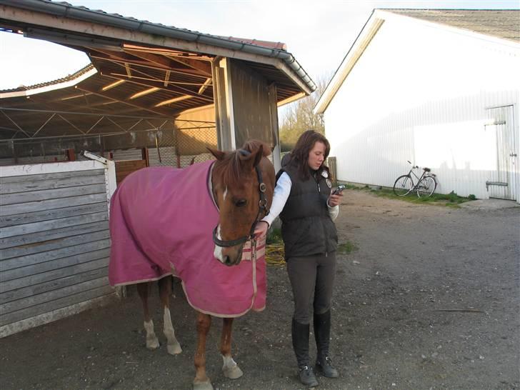 New Forest Ullah (solgt) billede 12