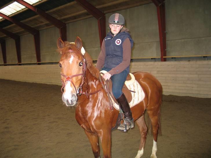 New Forest Ullah (solgt) - Det røde lyn :) billede 13