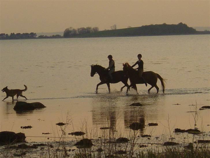 DSP Tanja  billede 10