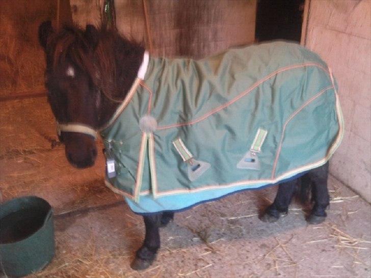 Shetlænder Zilverflame billede 7