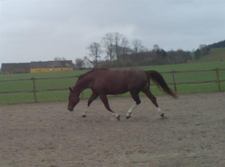 Dansk Varmblod Egely's Lucky Lady - Perfekt !! billede 8