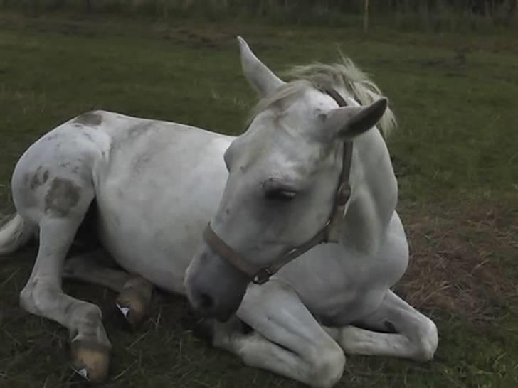 DSP sharon billede 16