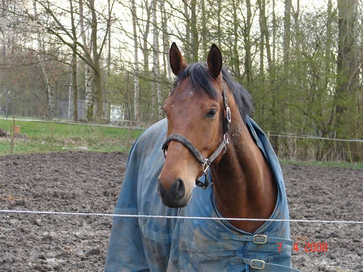 Anden særlig race Elton billede 11