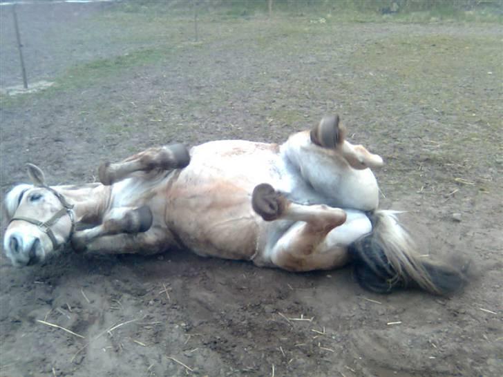 Fjordhest Lasse billede 3