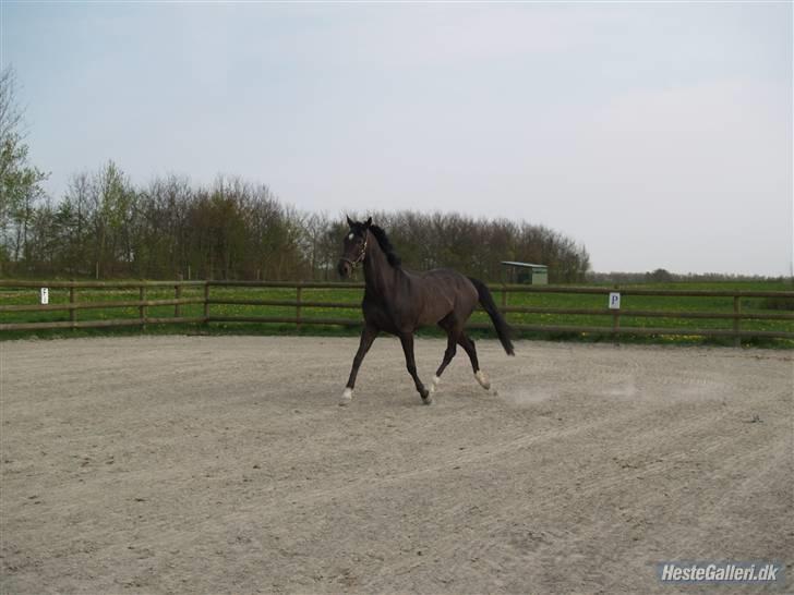 Anden særlig race Sonda Ferry - Fotograf: Anders billede 7