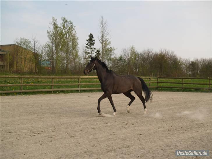 Anden særlig race Sonda Ferry - Fotograf: Anders billede 8