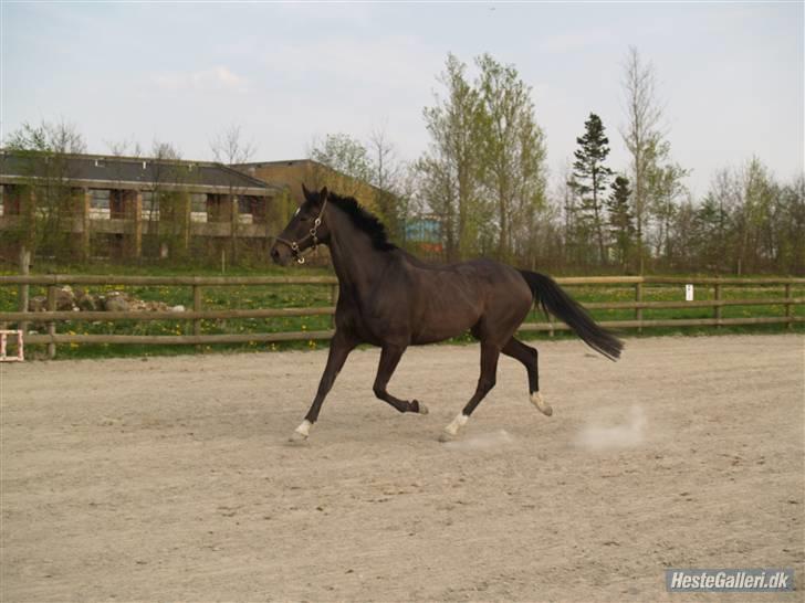 Anden særlig race Sonda Ferry - Fotograf: Anders billede 9