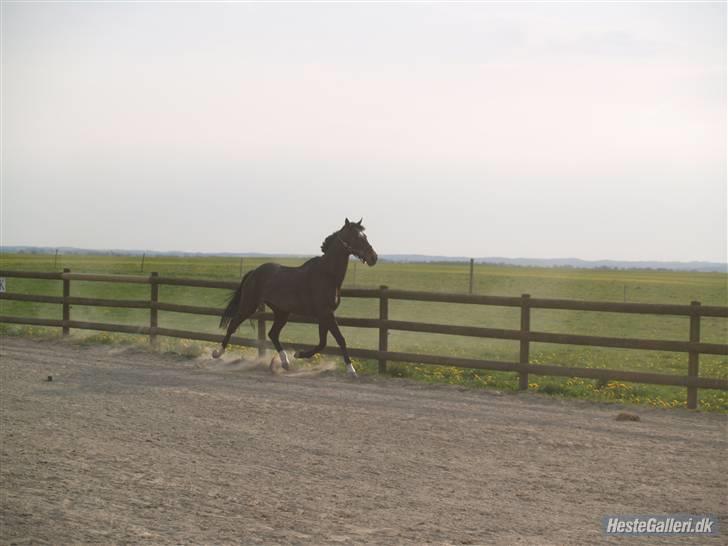 Anden særlig race Sonda Ferry - Fotograf: Anders billede 10